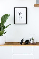 Plant on wooden white cupboard in simple living room interior with poster. Real photo