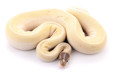 ball python snake reptile