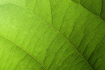 Fototapeta na wymiar Macro leaf pattern background