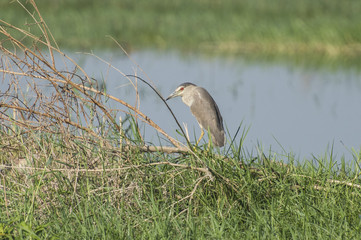 Night heron stood in bush by river marshland