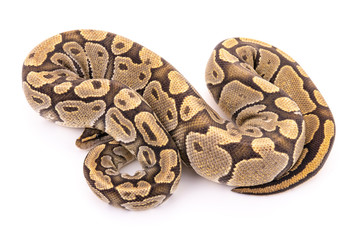 ball python snake reptile