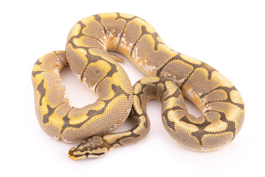 ball python snake reptile