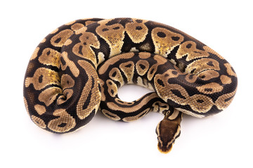 ball python snake reptile