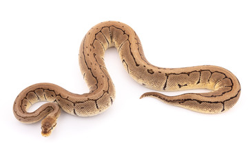 ball python snake reptile