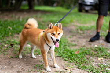 Man taking Shiba Inu dog on leash walking in the park