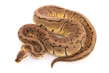 ball python snake reptile