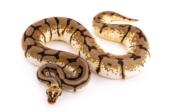 ball python snake reptile