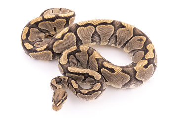 ball python snake reptile