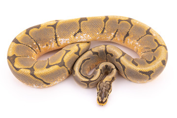 ball python snake reptile
