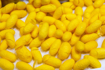 yellow cocoon a source of silk thread and silk fabric For silk weaving Thailand.