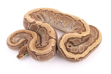 ball python snake reptile