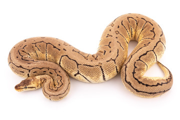 ball python snake reptile