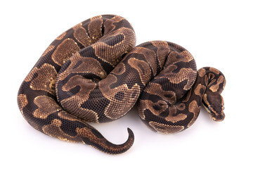ball python snake reptile