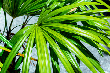 Nature green leaf background of lady palm (Rhapis exclesa plamae )