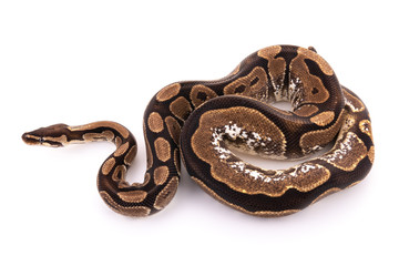 ball python snake reptile