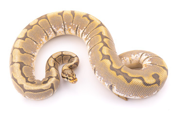 ball python snake reptile