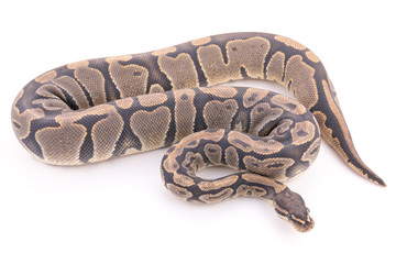 Obraz premium ball python snake reptile