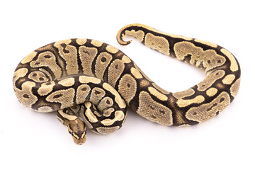 ball python snake reptile