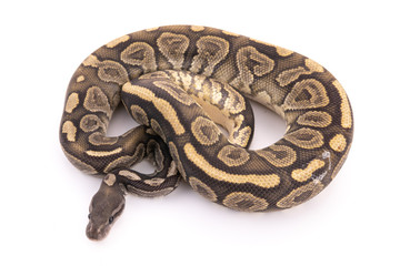 ball python snake reptile