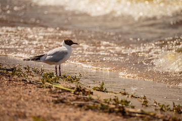 Möwe am Ufer eines Sees in Schweden