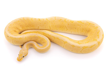 ball python snake reptile
