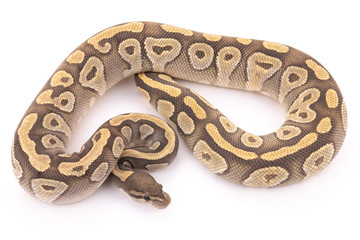 ball python snake reptile
