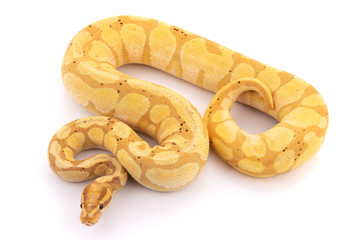 ball python snake reptile