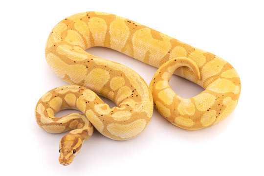 ball python snake reptile