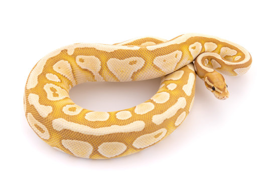 ball python snake reptile