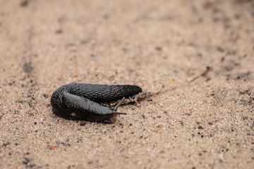 Schnecke auf dem Sand