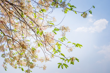 Wild Himalayan Cherry blooming in summer season in Thailand.