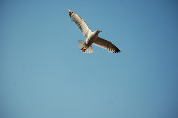 seagull