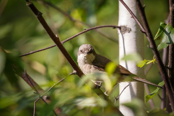  oatmeal bird