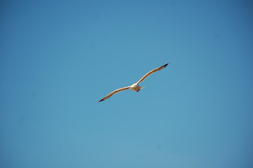 seagull