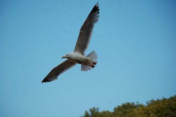 seagull