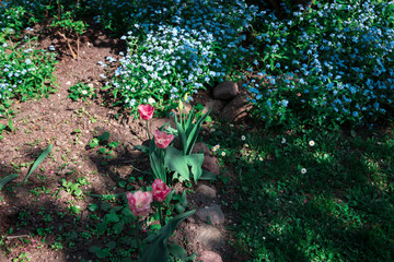 Flowers in the garden © Julian