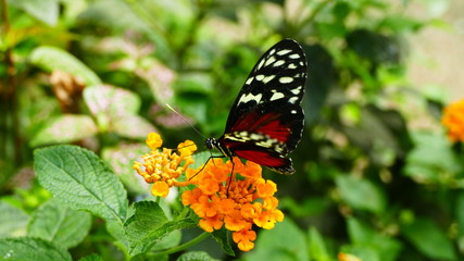 papillon sur sa fleur orange