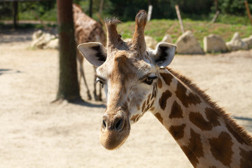 girafes