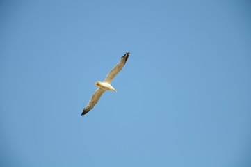 The sea bird flying over architectures and Grand Canal in Venice, Italy