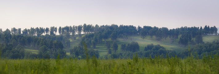 panorama of the morning forest landscape