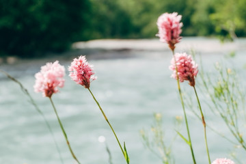 highlands pink flowers on river background. closeup