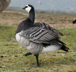 The barnacle goose belongs to the genus Branta of black geese, which contains species with largely black plumage, distinguishing them from the grey Anser species.