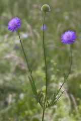 Wiesenwitwenblume