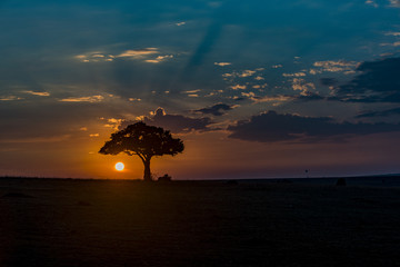 Sun has just risen above the horizon, Massai Mara. Early morning silhouette of lone tree, while...