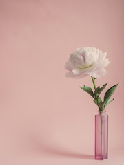 Beautiful pink peony flower in the vase on the white background. Cosy home concept. White room background. Copy space for your text