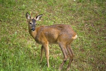 Junger Rehbock in freier Natur