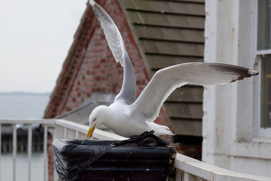 Large Herring Gull at seaside resort looking for food.