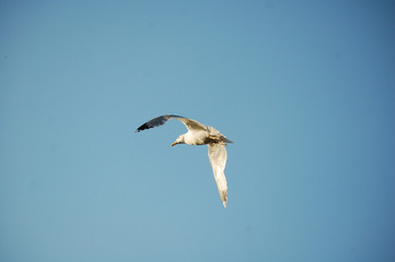 Obraz premium seagull