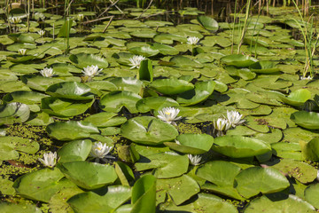 Glade of white water lilies on the Danube River