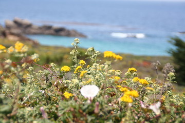 Daisies by the Sea